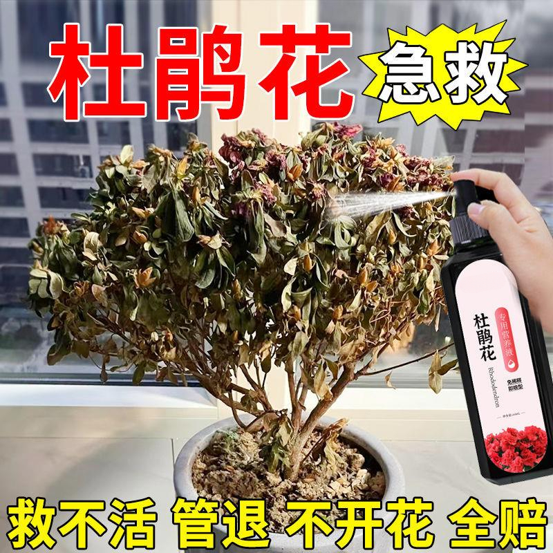杜鹃花营养液【急救】专治黄叶落叶枯萎免稀释植物通用型生长土壤