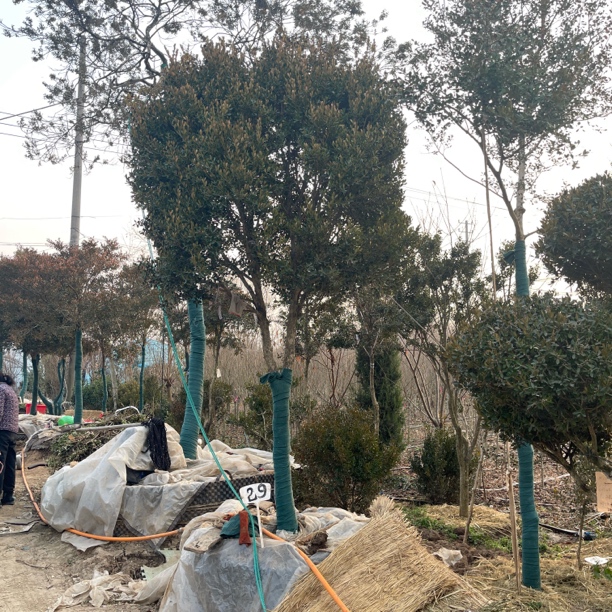 双叉瓜子黄杨30量10公分，分支95-145公分，高3.3米冠2米，运费自理