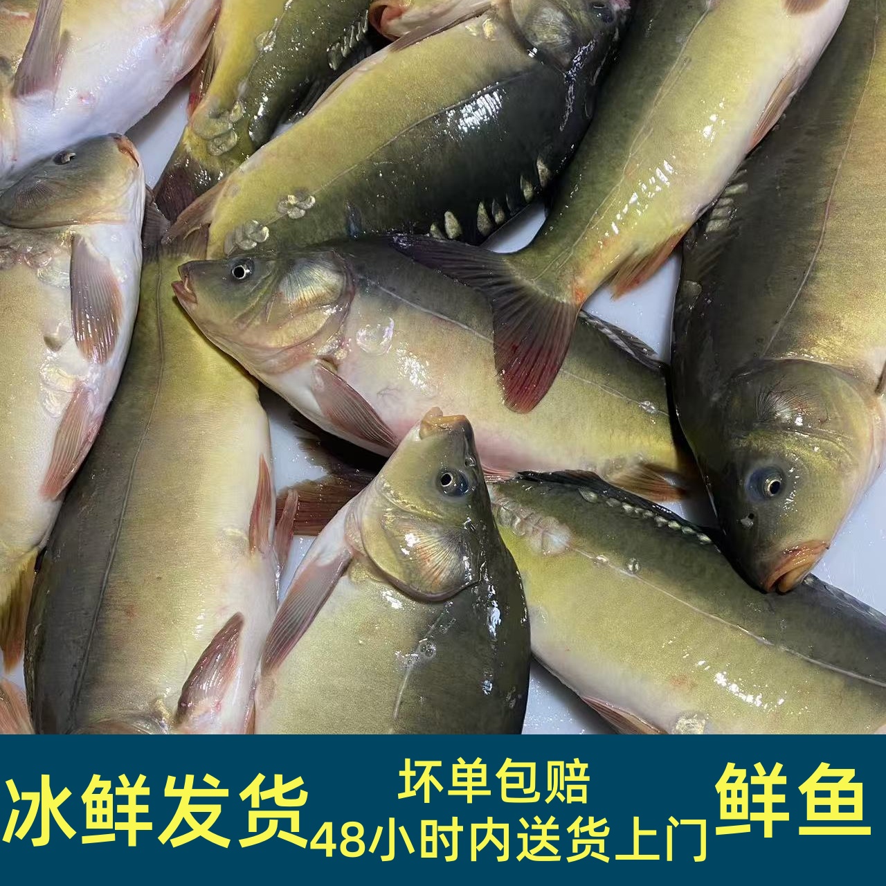 【顺丰空运】东北三道鳞鱼淡水鱼大鲤鱼肉质鲜美冰鲜发货鲤鱼新鲜
