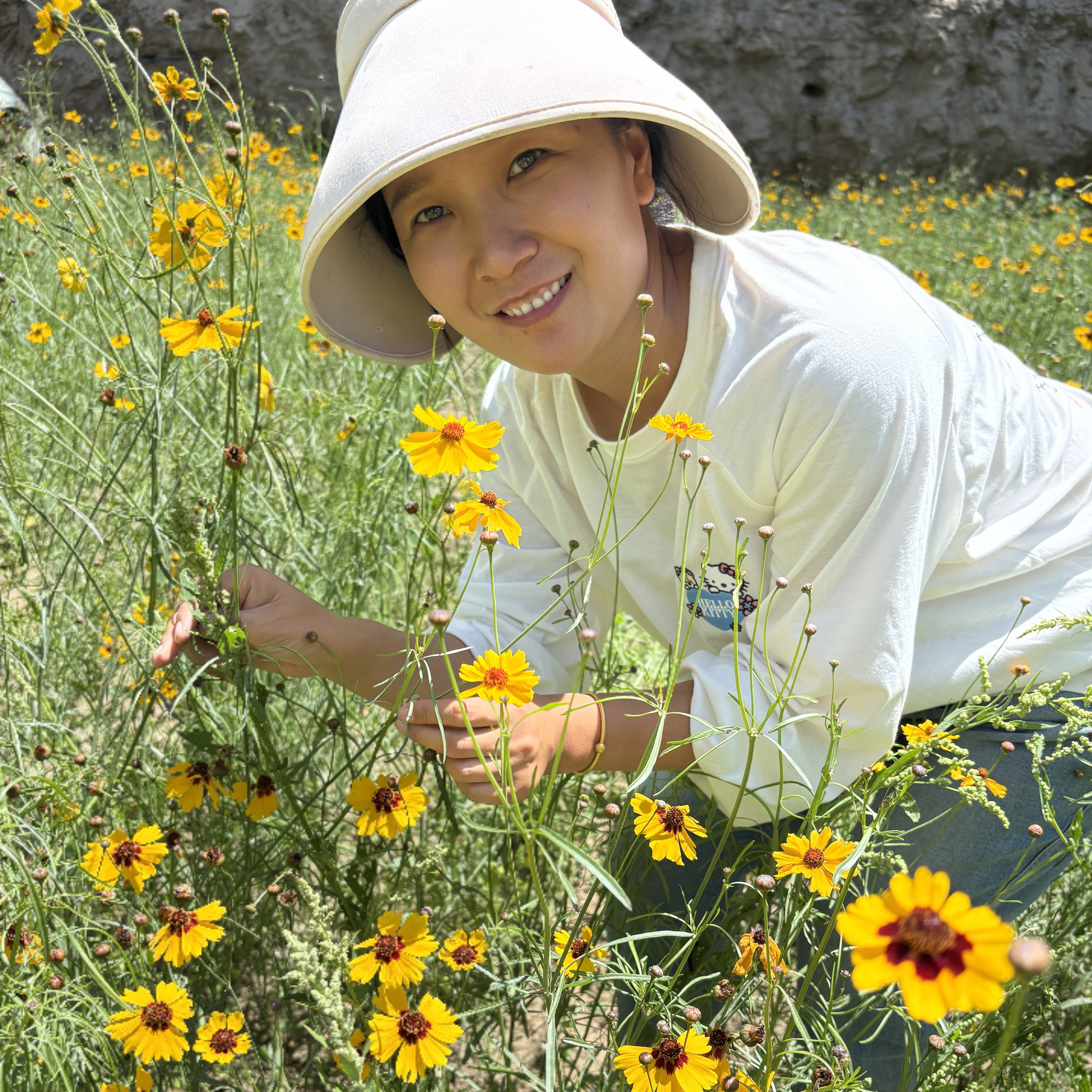新疆特产昆玉一牧场高海拔昆仑雪菊/胎菊产地直发