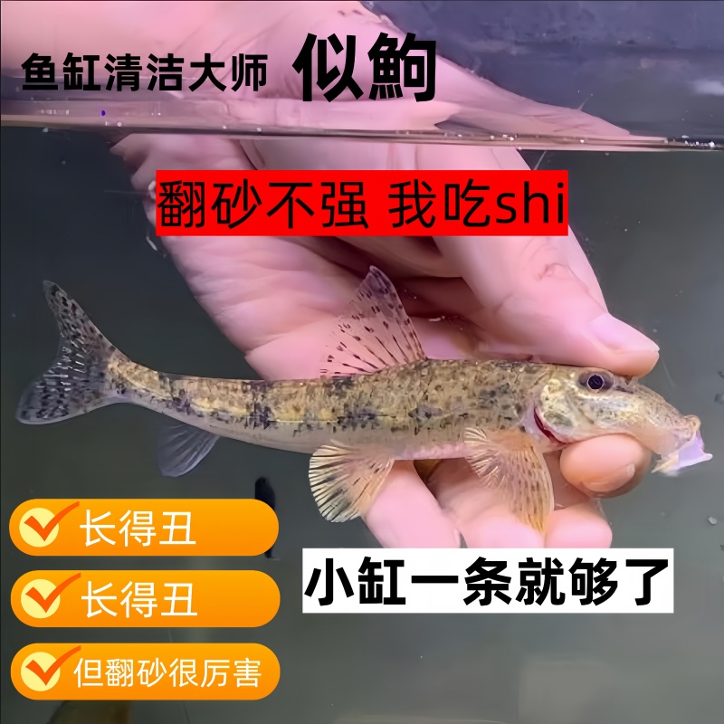 似鮈鱼原生冷水工具鱼皮实不用加温除藻翻砂吃鱼便清洁鱼缸