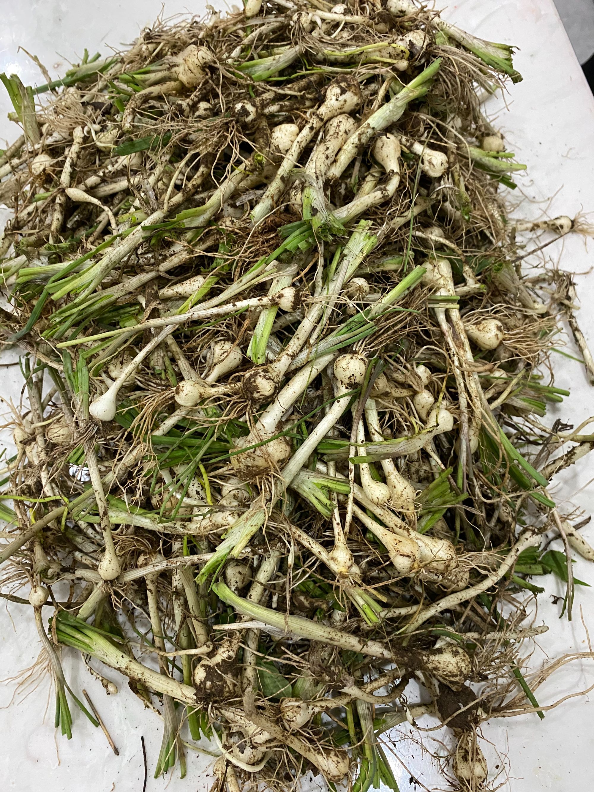 东北大山野生现挖小根蒜大头菜野蒜新鲜山野菜大脑瓜崩