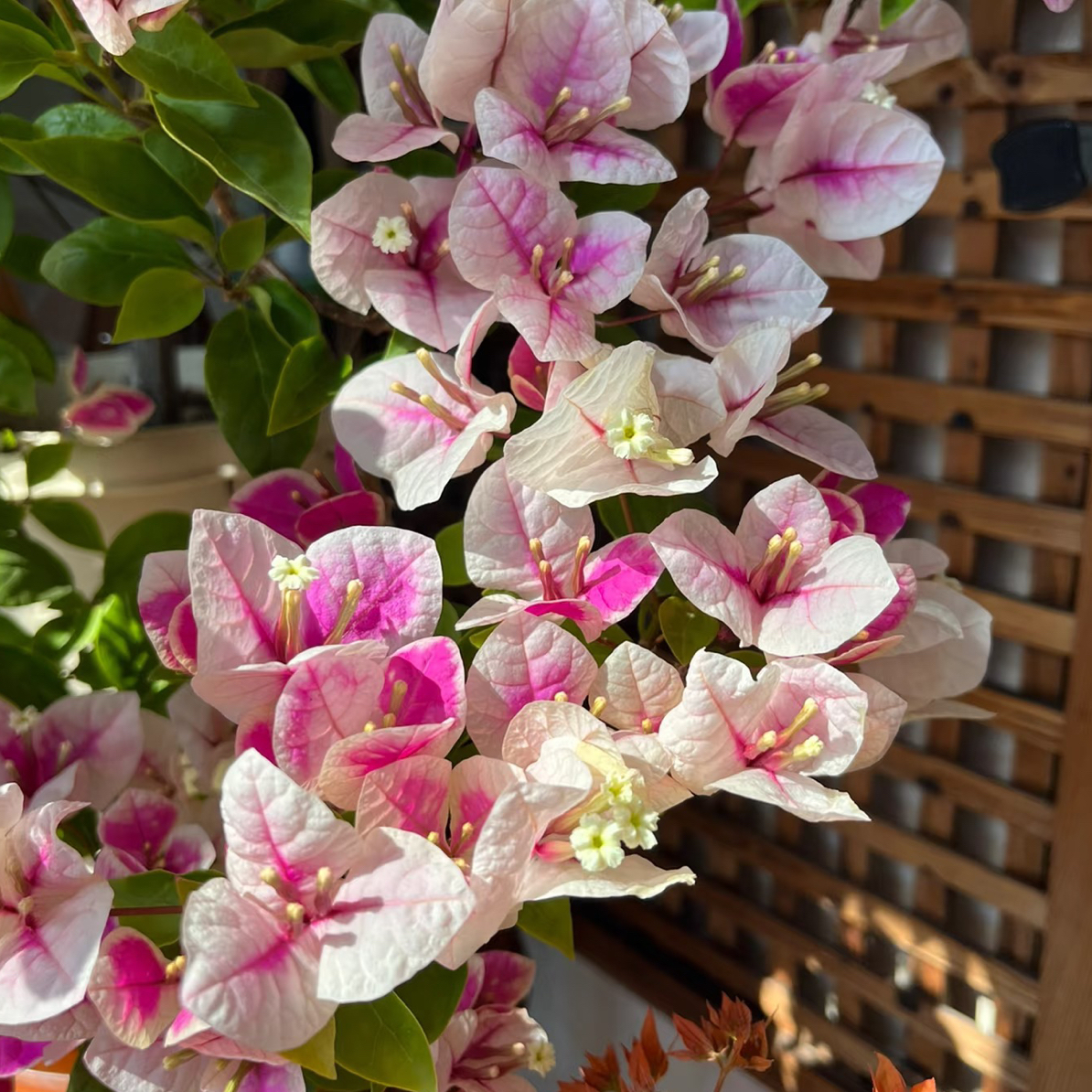 漳红樱三角梅四季勤花室内外好养观赏