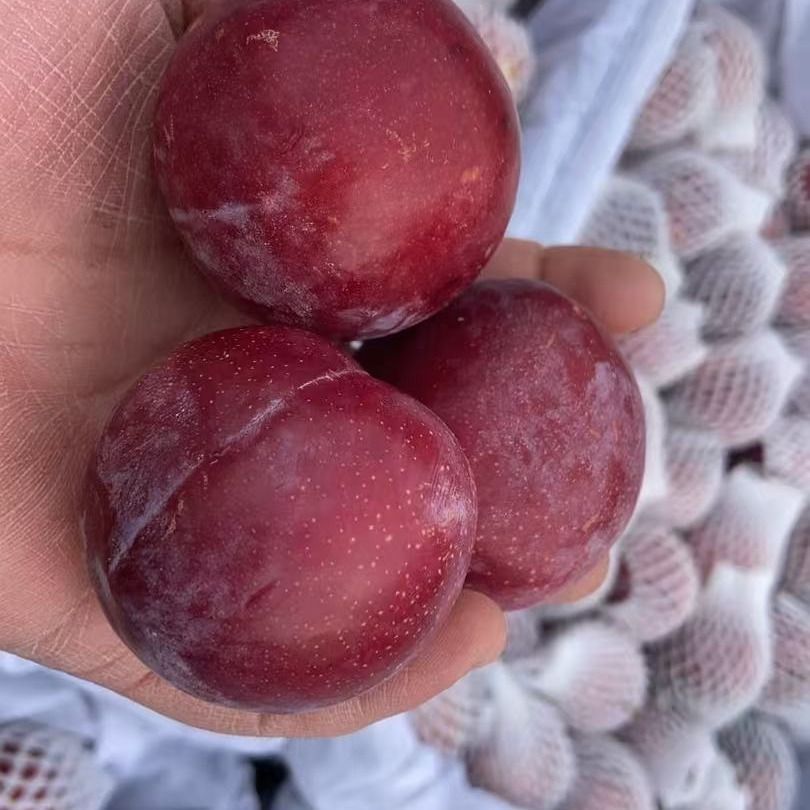 新品种一树多品大红袍蜂糖李子树苗南北方均可种植盆栽地栽果树苗