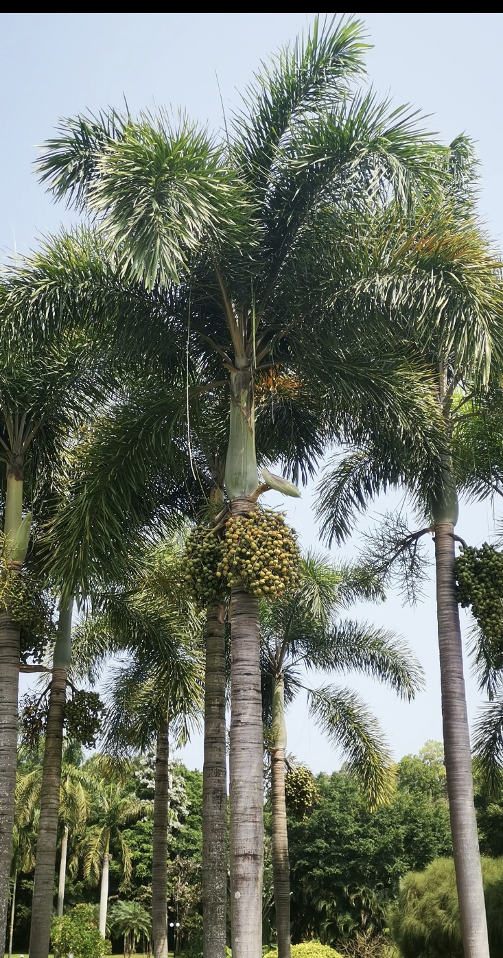 狐尾椰子地栽盆栽室内室外大型观赏绿植热带植物阳台庭院绿化网红