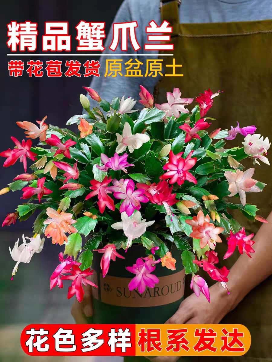 【带花苞】精选多色蟹爪兰盆栽四季开花客厅阳台好养花卉