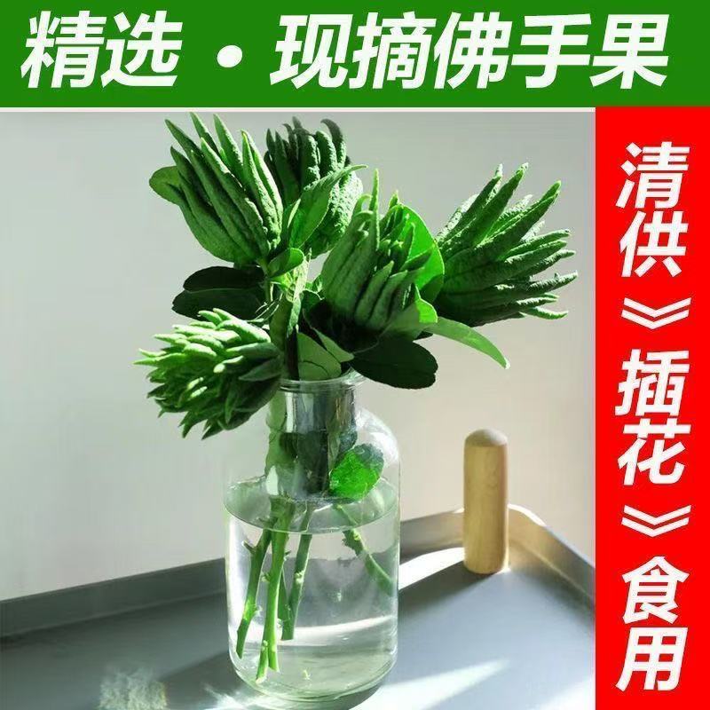 佛手柑鲜果新鲜金佛手果观赏食用闻香带枝清供水培水养办公室摆件