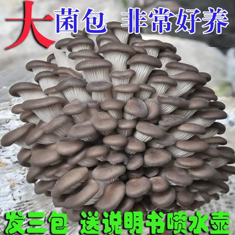 【买1发3大包】平菇菌包好养蘑菇菌包喷水就长菌菇种植包食用菌菌棒