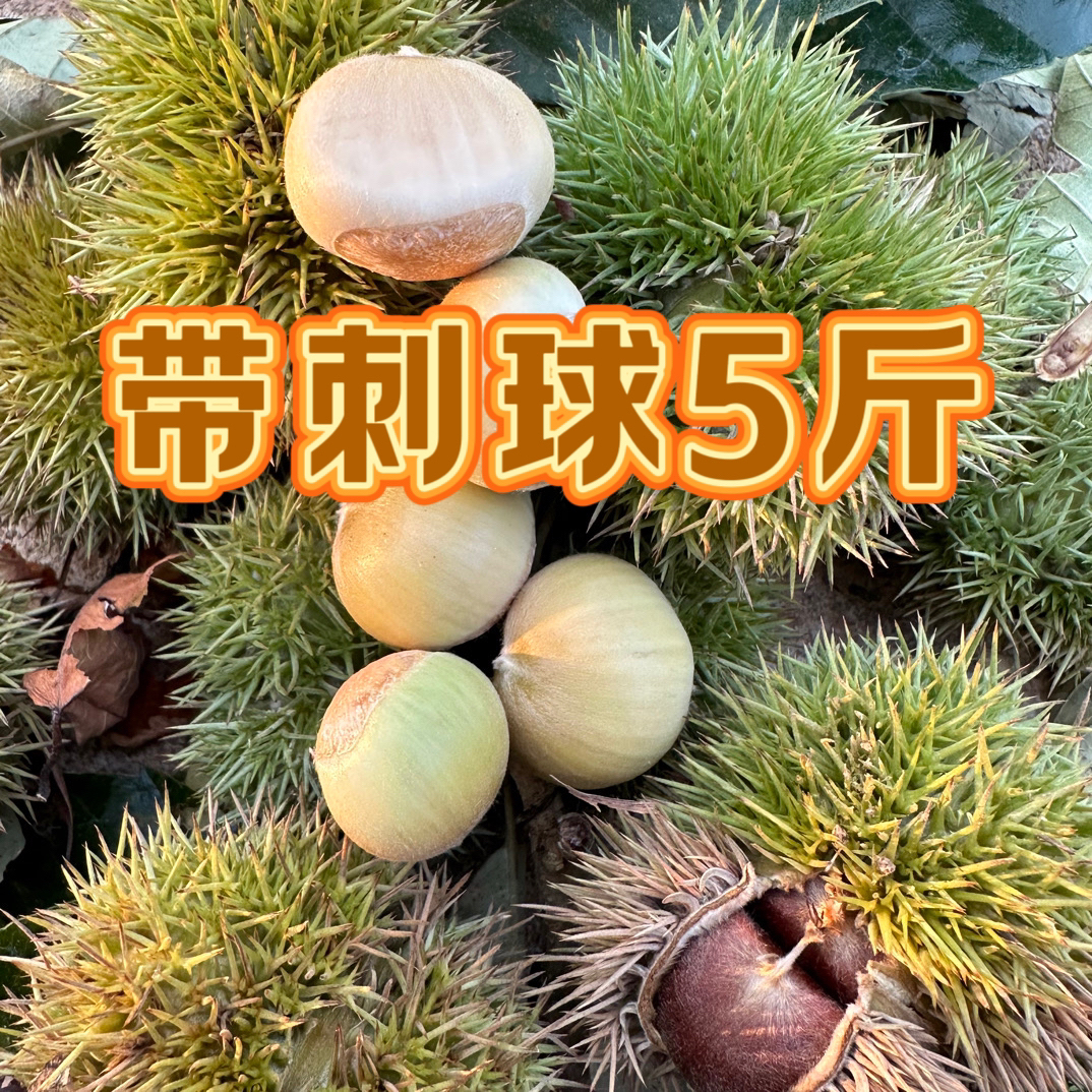 湖南浏阳本地中籽土板栗高山野生板栗嫩子偏多(带刺球发货)