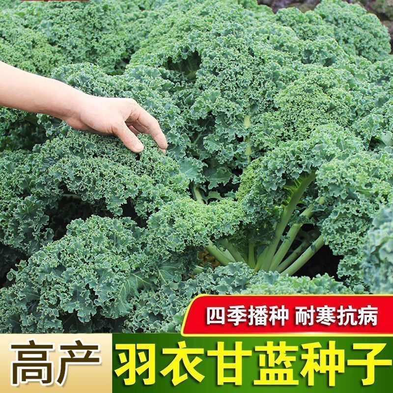 【羽衣甘蓝种子】四季播种耐寒抗病易种绿叶甘蓝蔬菜种子四季种植