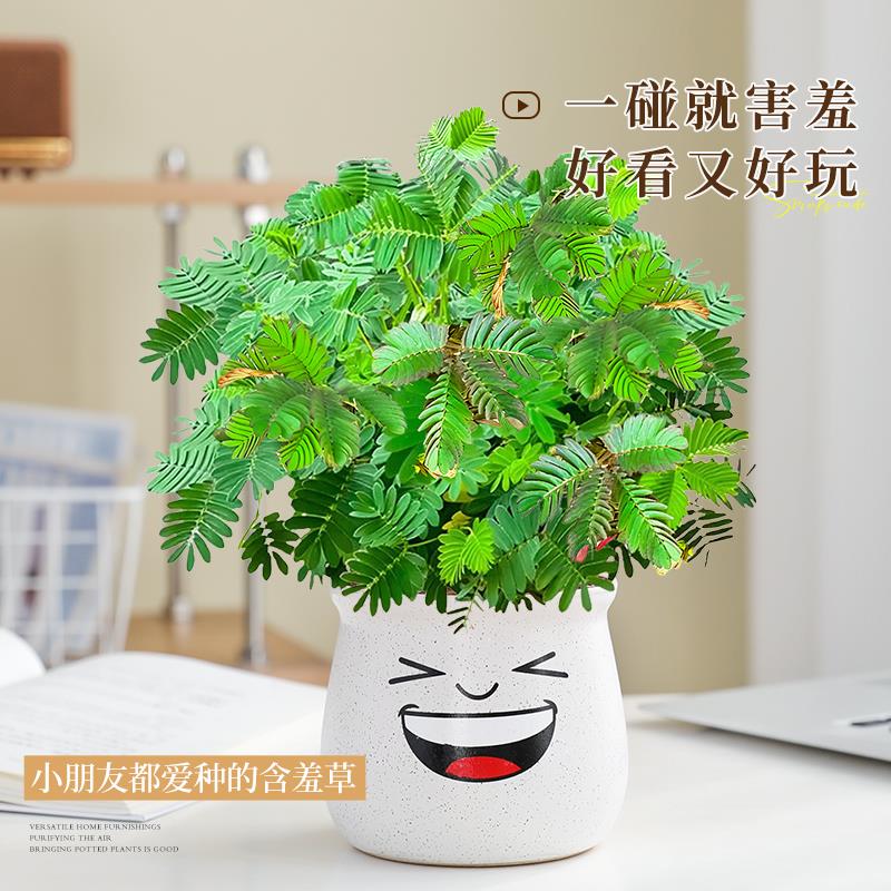 含羞草盆栽室内客厅办公桌面上害羞草四季好养花卉趣味可爱小绿植
