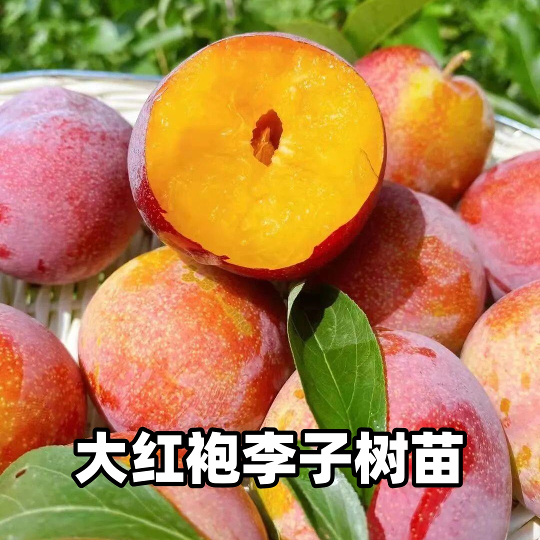 大红袍李子树苗嫁接果树苗脱骨离核南北方耐寒庭院地栽蜂糖李果苗