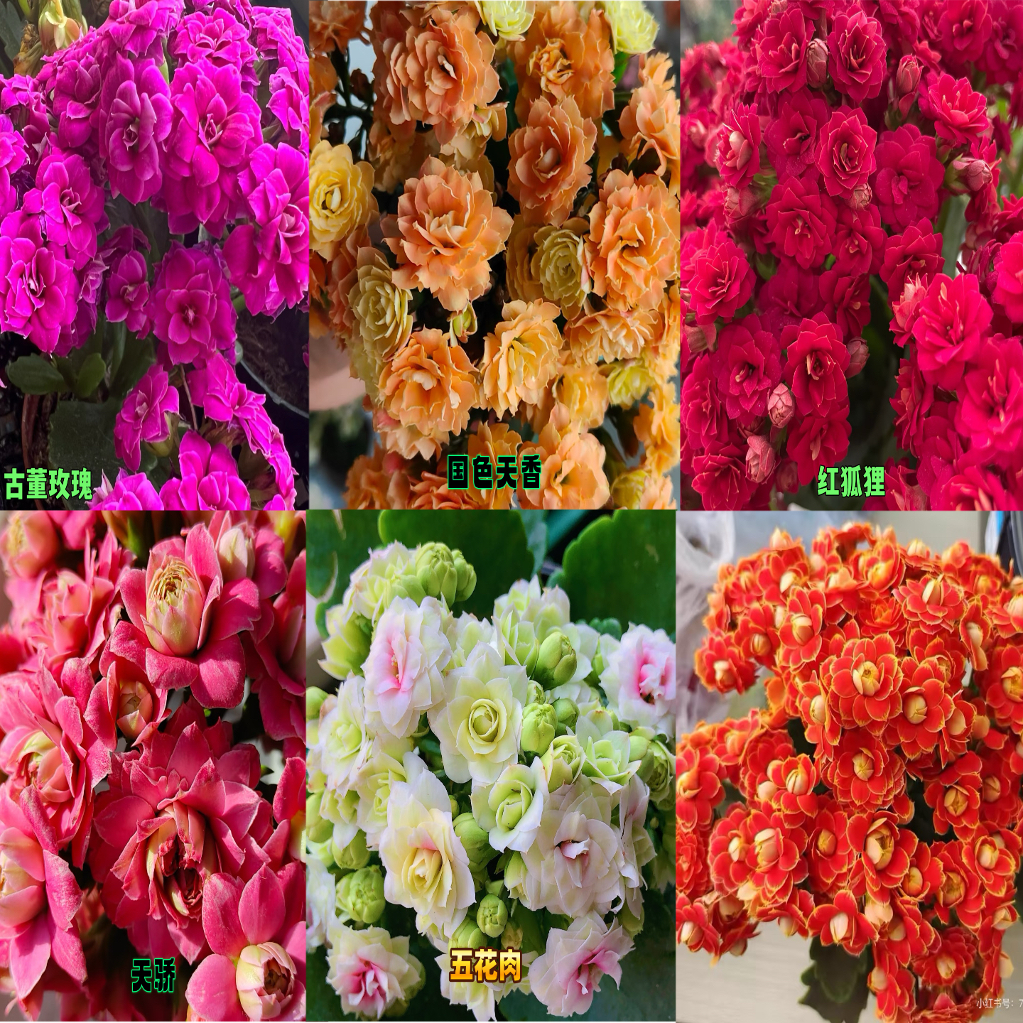 重瓣大花长寿花小苗四季绿植室内阳台好养花卉盆栽