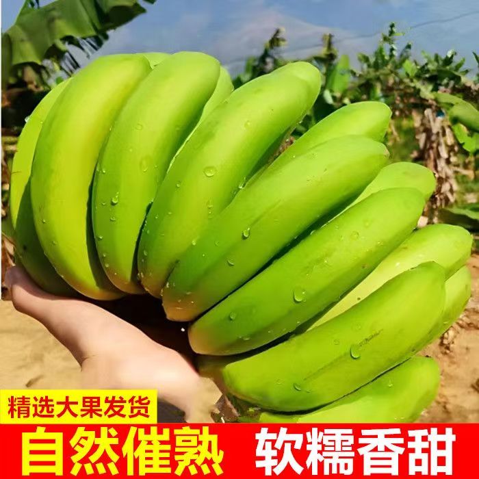 广西威廉斯高山香蕉现摘现发当季水果大果青皮软糯香甜【需自催熟】