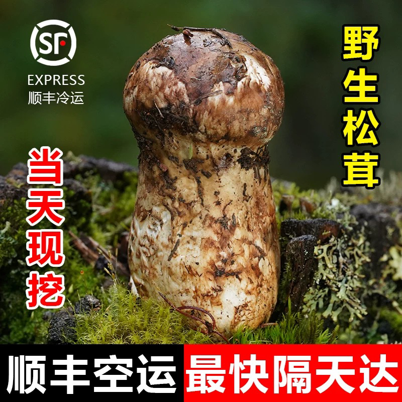 长白山松茸 延边州松茸 顺丰空运 保鲜 保无虫眼 中秋礼品