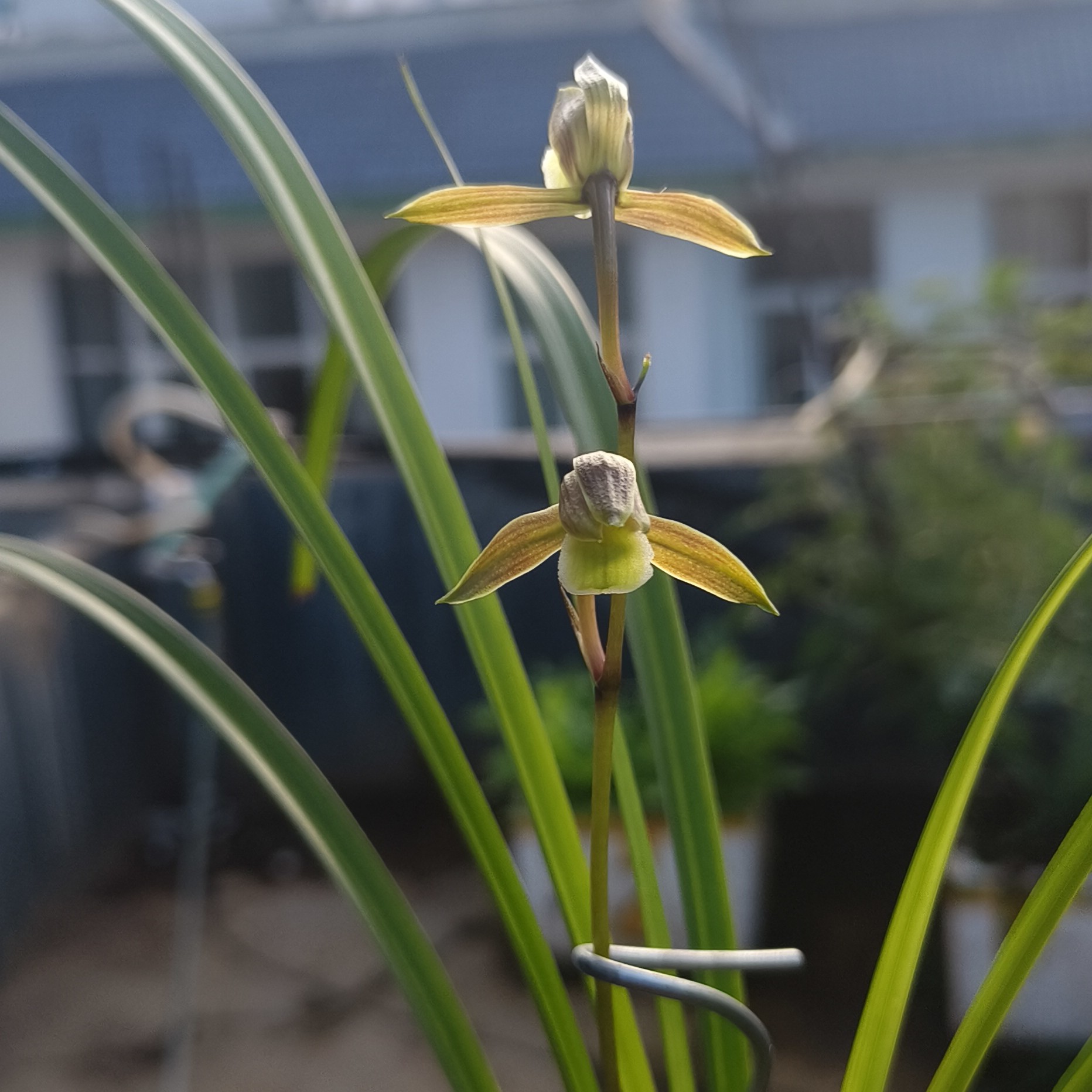 基地直播选兰花苗