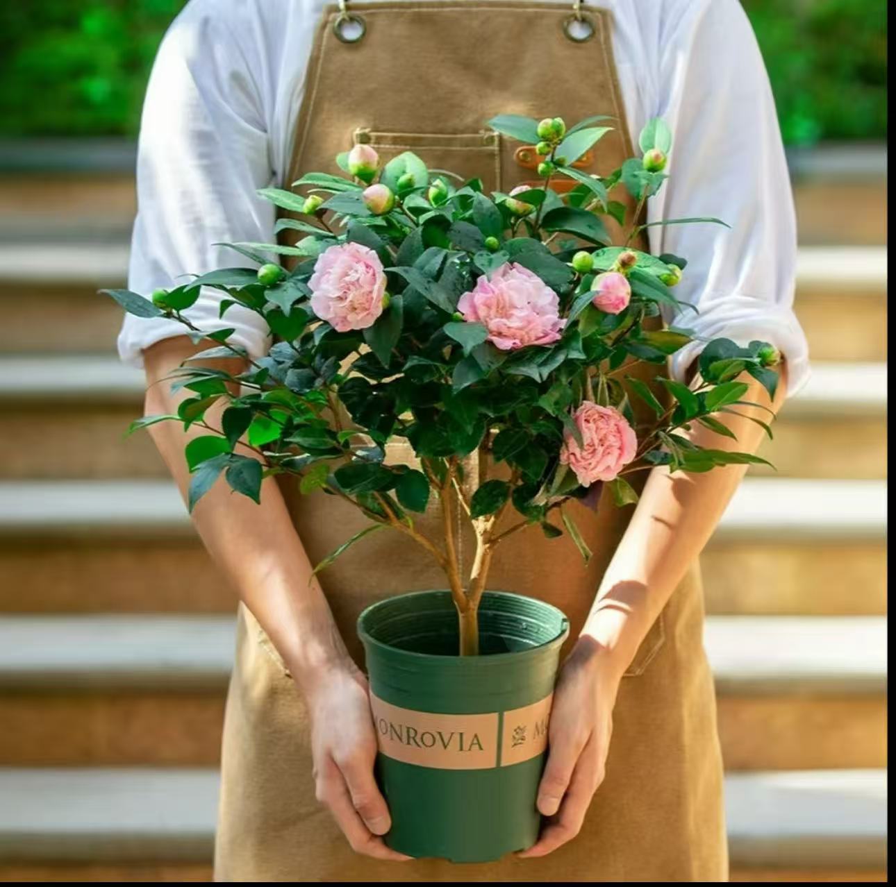 带花苞香妃山茶花盆栽四季开花浓香型室内阳台好养花卉