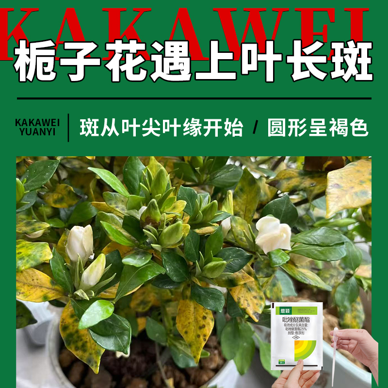 栀子花黑斑褐斑速治防闷根打蔫焦叶黄叶干尖生锈花卉杀菌剂