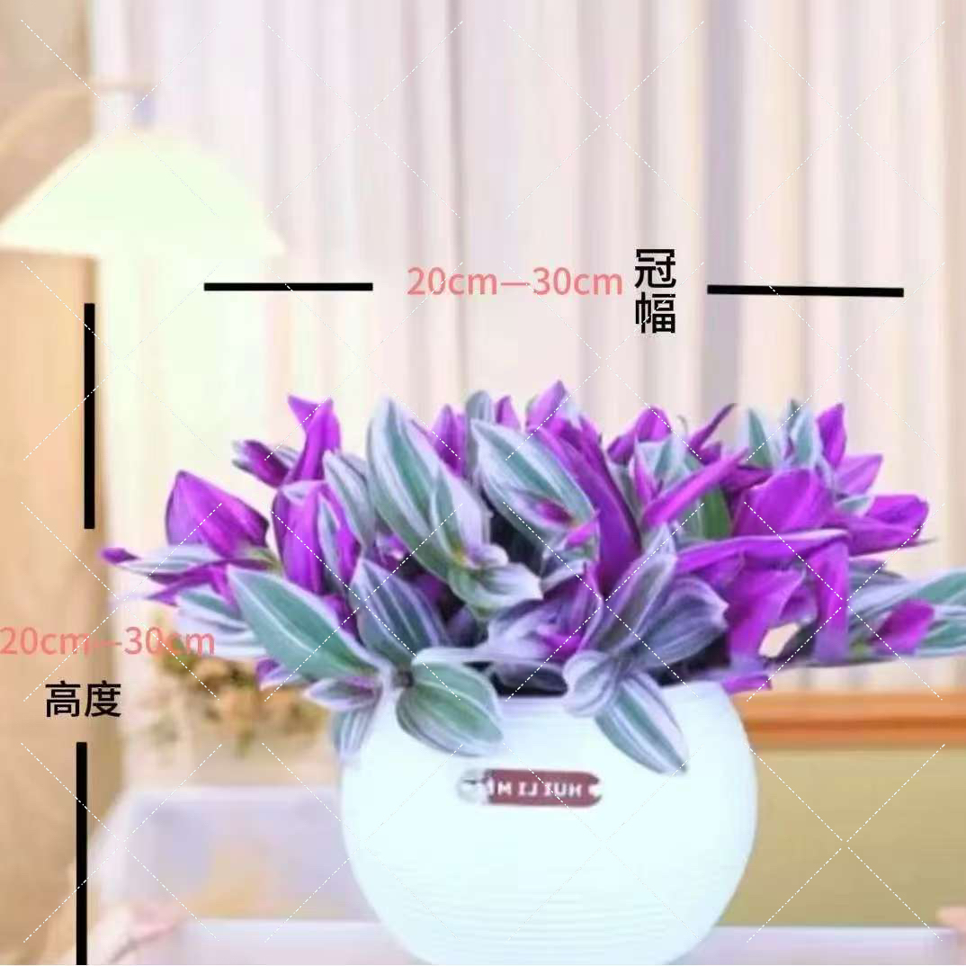 油画婚礼吊兰盆栽多肉紫露兰花室内办公室花卉绿植多肉水培植物