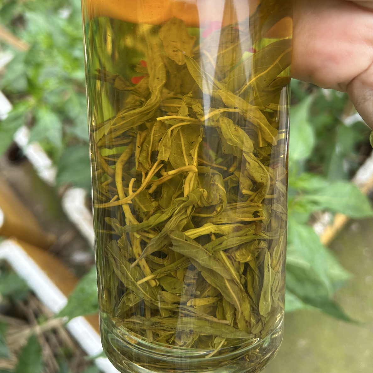 郎溪县姚村老鹰茶2025早春茶