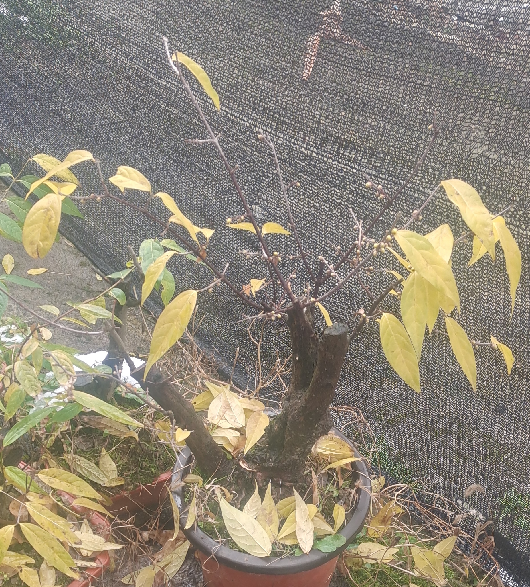 南方腊梅花盆栽盆景蜡梅老桩带花苞绿植盆栽室内花卉盆栽花卉