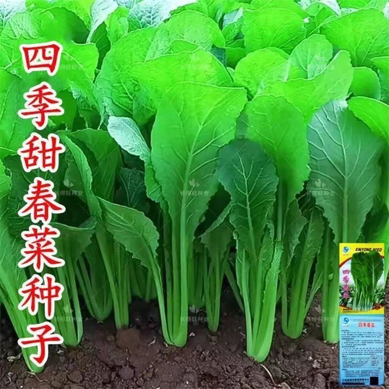 爆款2025四季甜春菜种子大叶春菜老品种早熟青菜种子广东潮阳春季