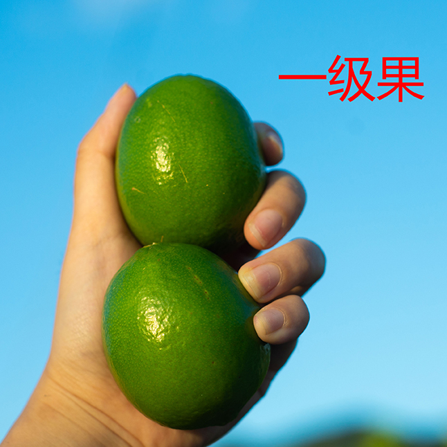 精选塔希提无籽青柠檬四季青皮薄多汁自家果园现摘手打柠檬茶摘