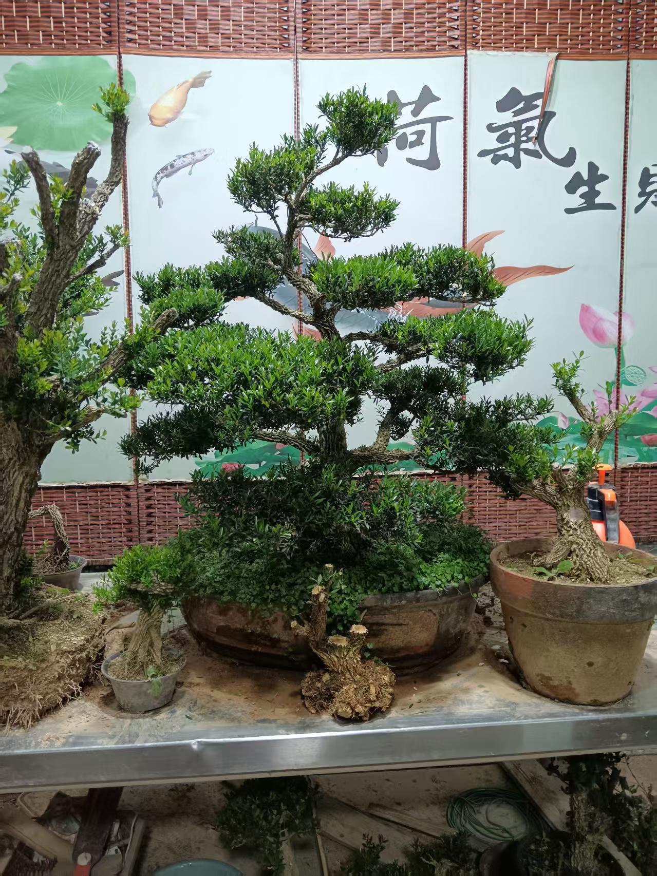 精品黄杨室内盆景老桩素材基地造型绿植树盆栽地栽观赏花卉