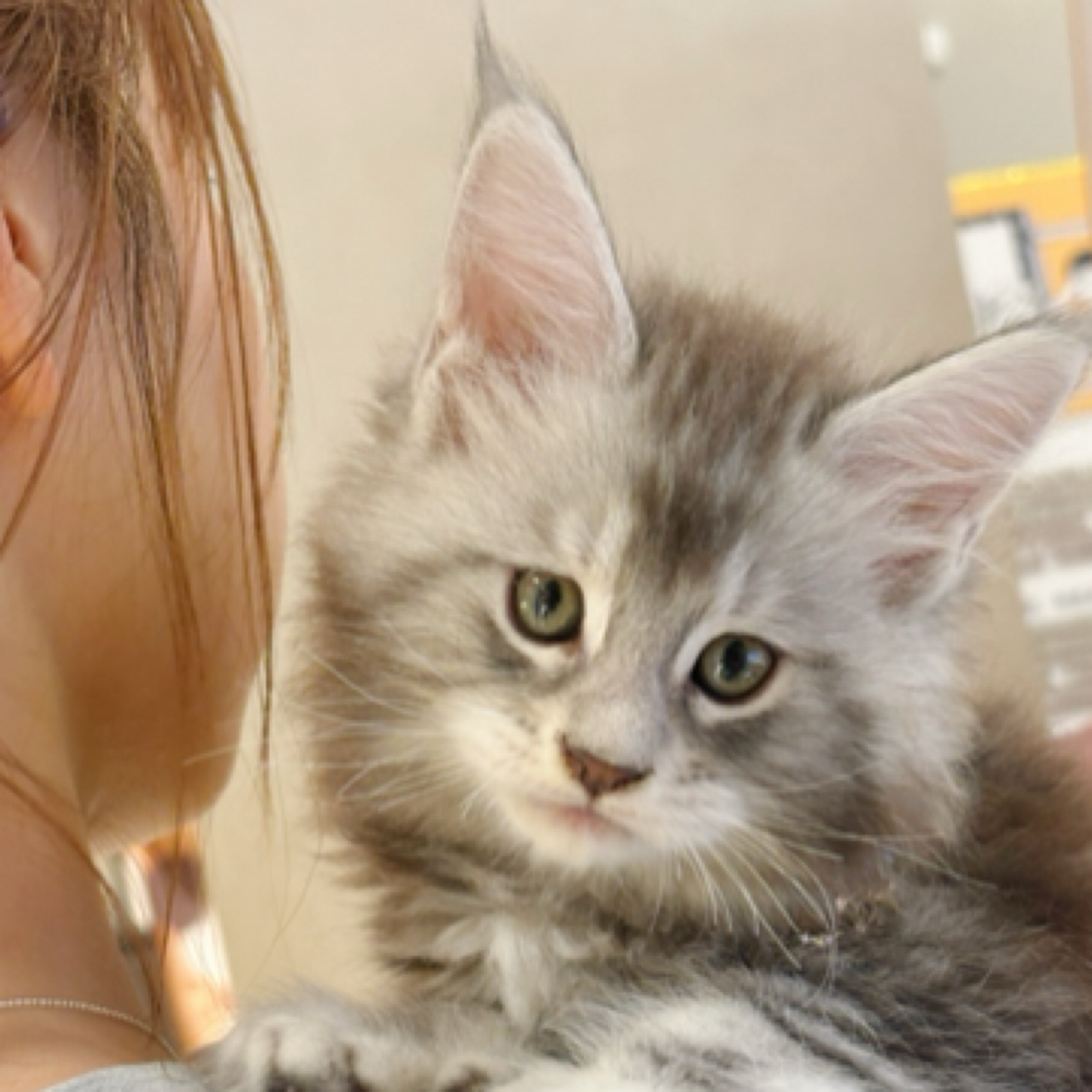 银虎斑缅因库恩猫