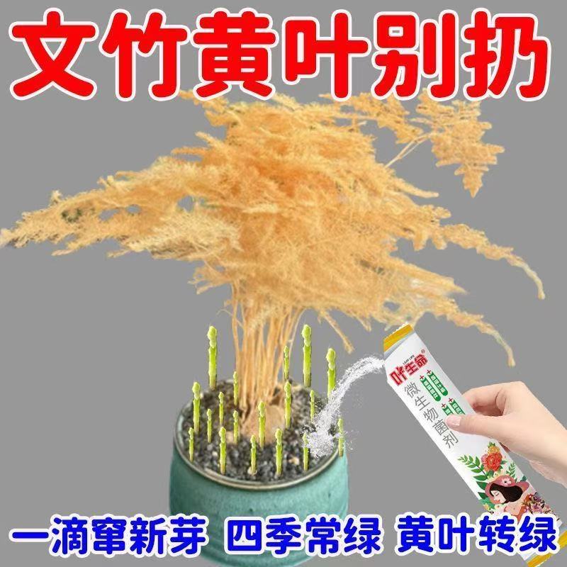 文竹黄叶枯萎专用肥防黄叶烂根干尖枯瘦文竹一喷绿