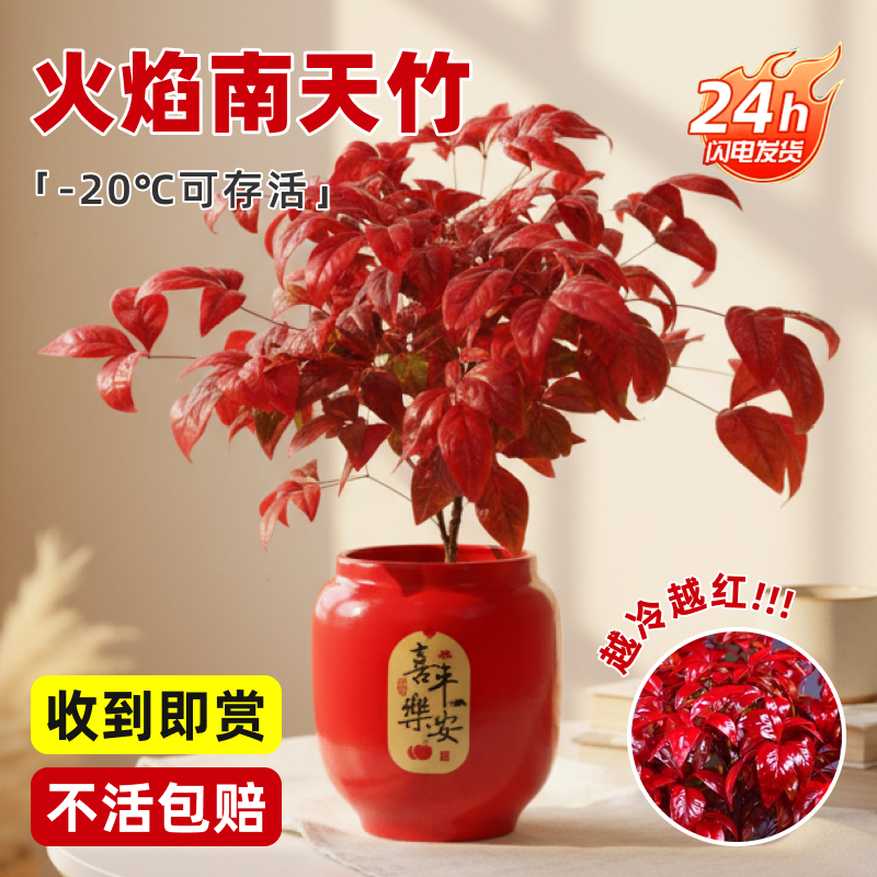 【越冷越红】火焰南天竹植物书房绿植桌面盆栽好养易活禅意创意盆