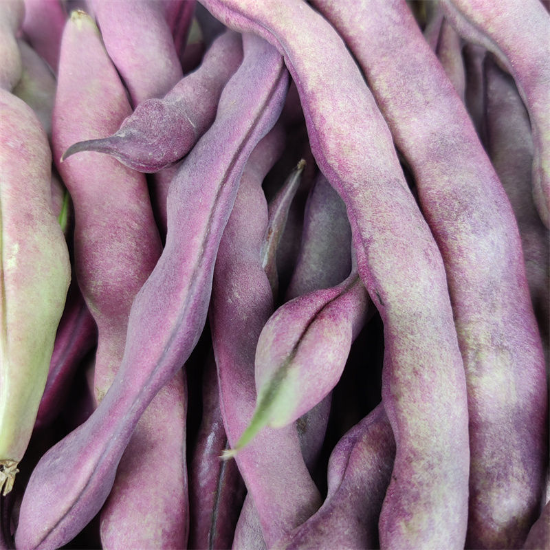 东北辽宁大紫袍豆角新鲜蔬菜芸豆冻死鬼紫豆角红豆角