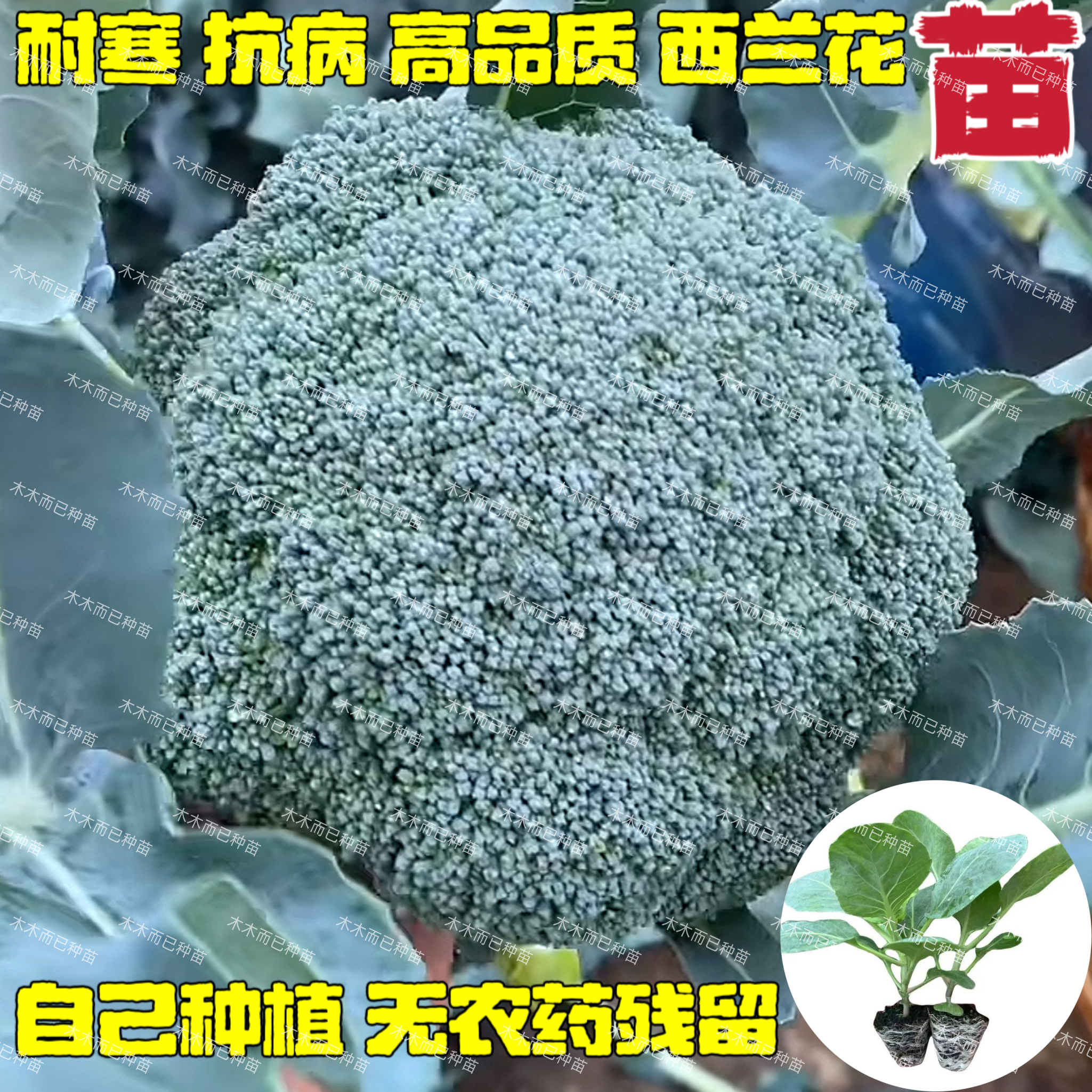 西兰花苗秧苗家庭四季阳台盆栽种植有机蔬菜苗秋冬耐寒蔬菜苗春秋