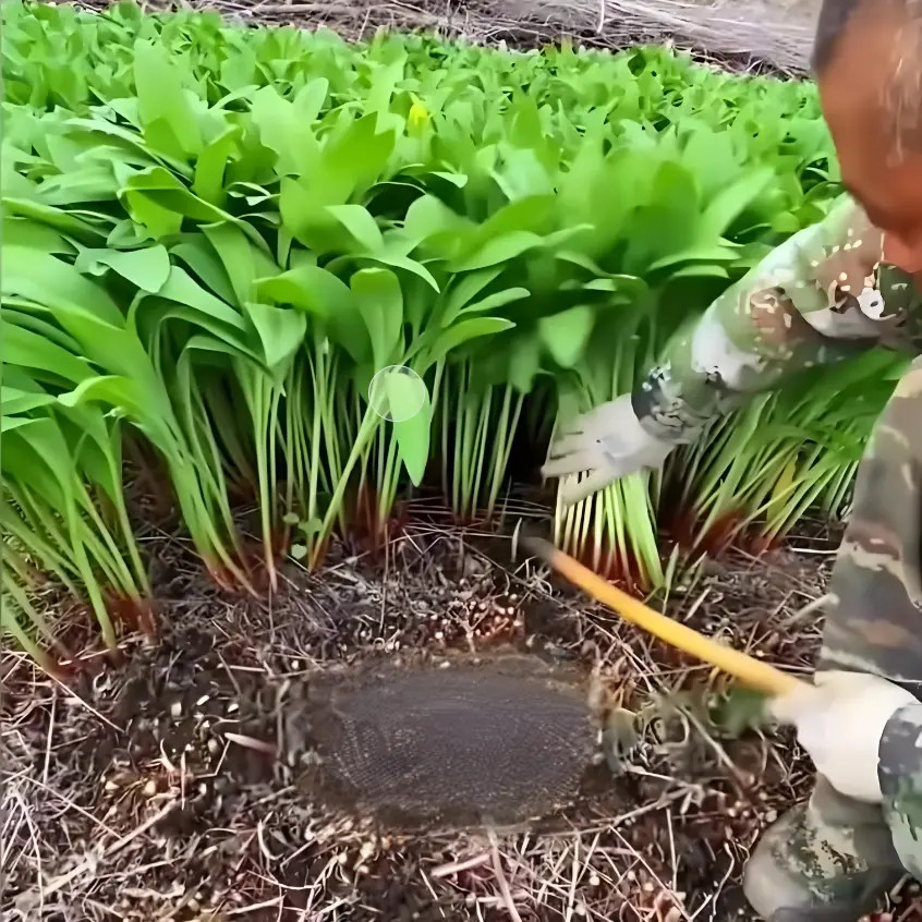 【山葱种子】家庭阳台小院耐热四季种植盆栽地栽种活