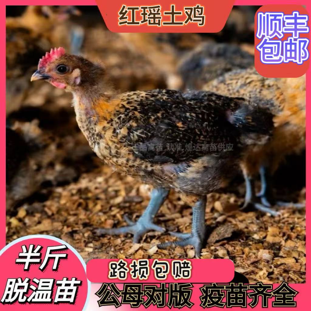 半斤左右红瑶鸡苗土鸡3个月下蛋散养（10只，公母搭配发货）