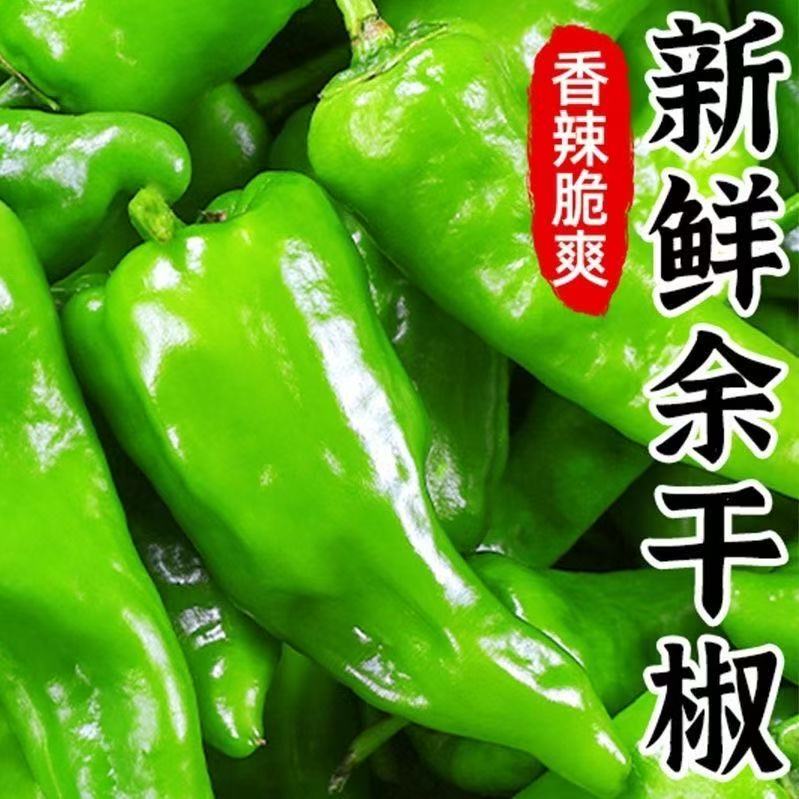 【爆辣爆香】应季正宗余干辣椒新鲜薄皮青辣椒特辣超辣农家自种现摘