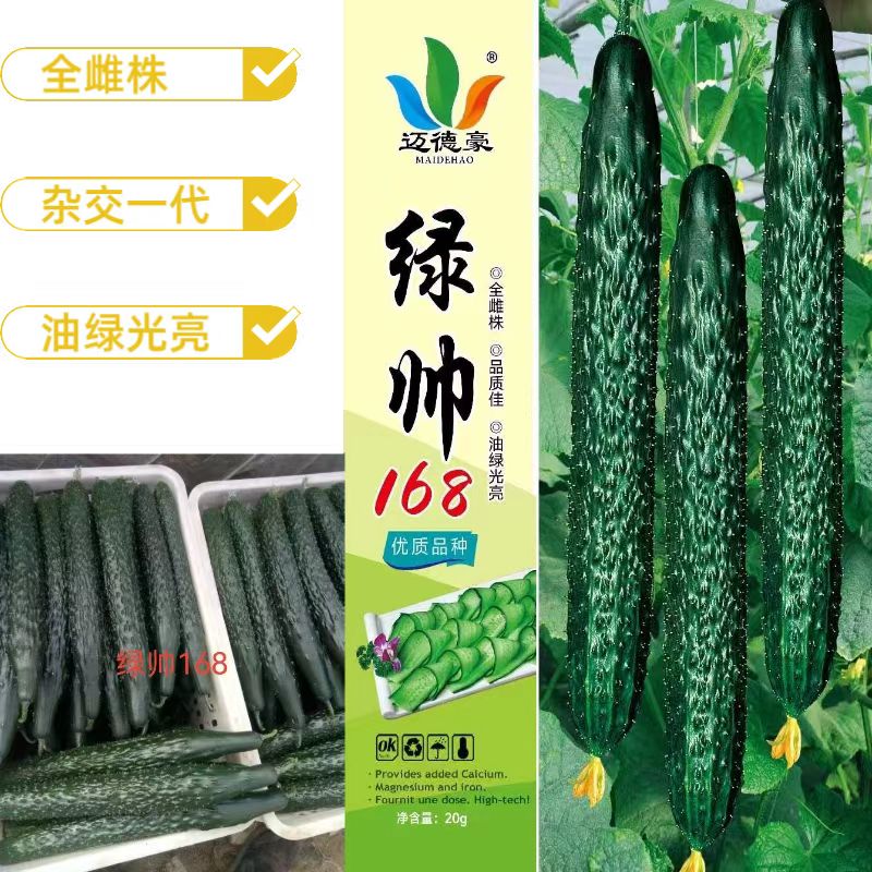 绿帅168 黄瓜种子全雌株杂交油绿早熟肉绿味香抗病刺密瘤大心腔小