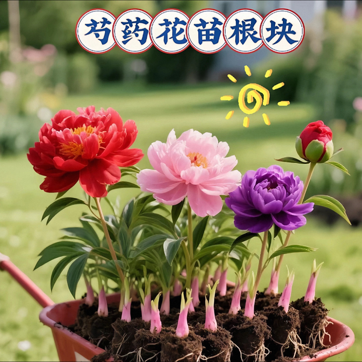 耐寒重瓣观赏芍药花苗种根带芽庭院易活室内室外盆栽牡丹花卉植物