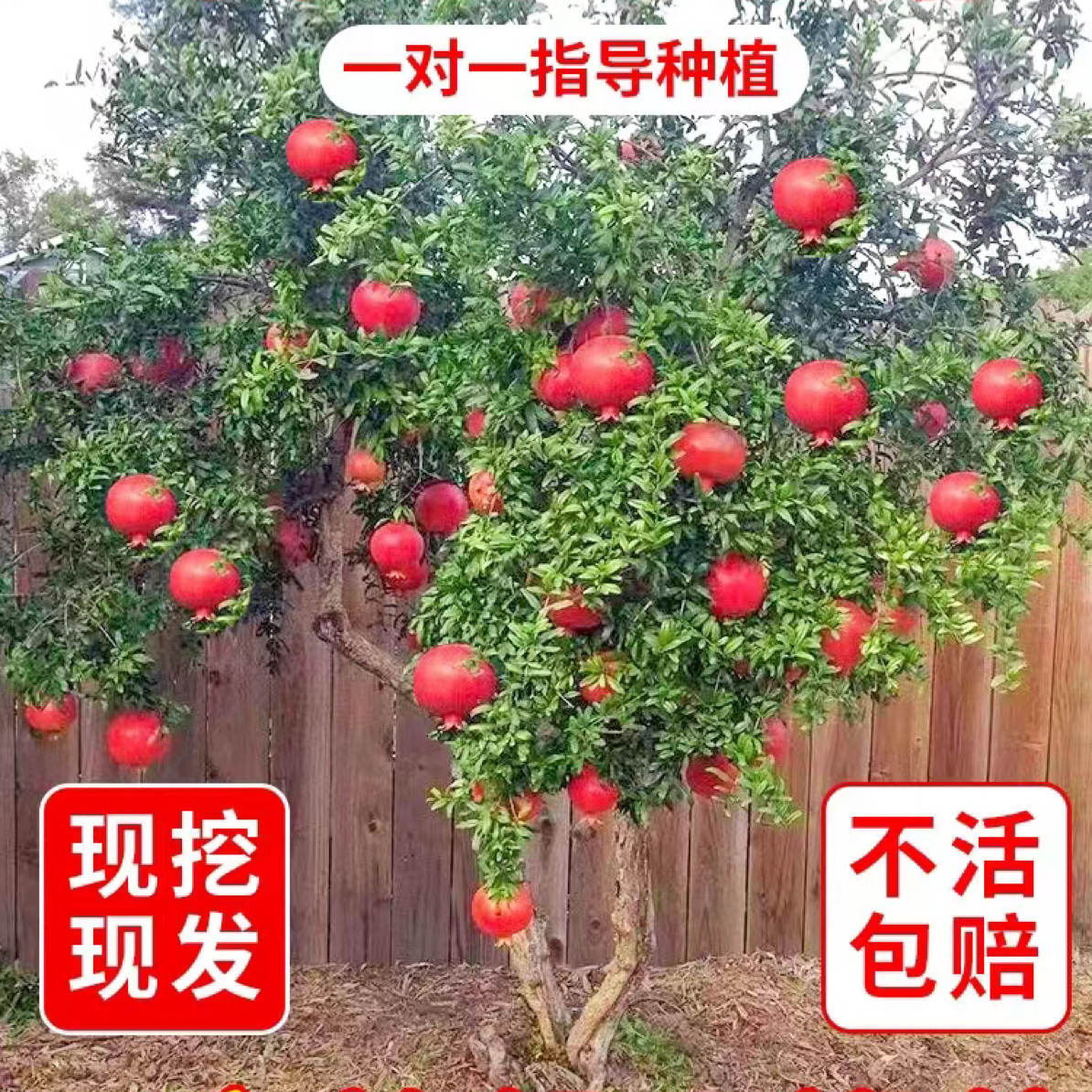 软籽石榴树公斤石榴树苗带土球庭院地栽或盆栽无籽甜石榴苗