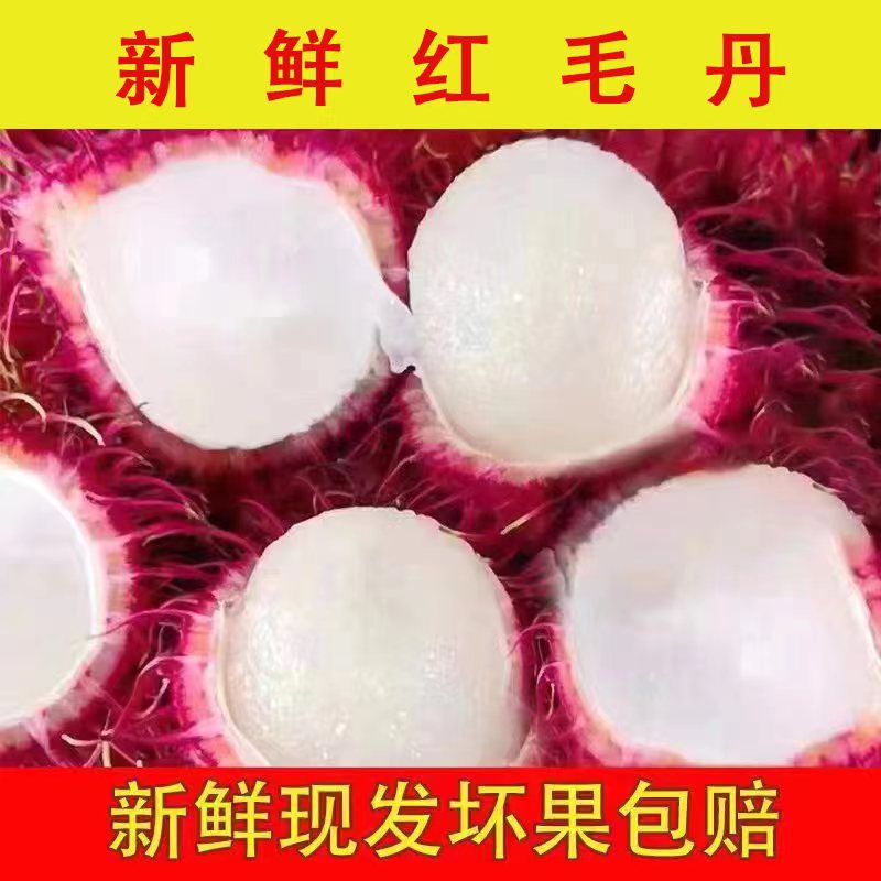 海南红毛丹现摘现发树上熟热带新鲜水果毛荔枝孕妇当季水果红毛果