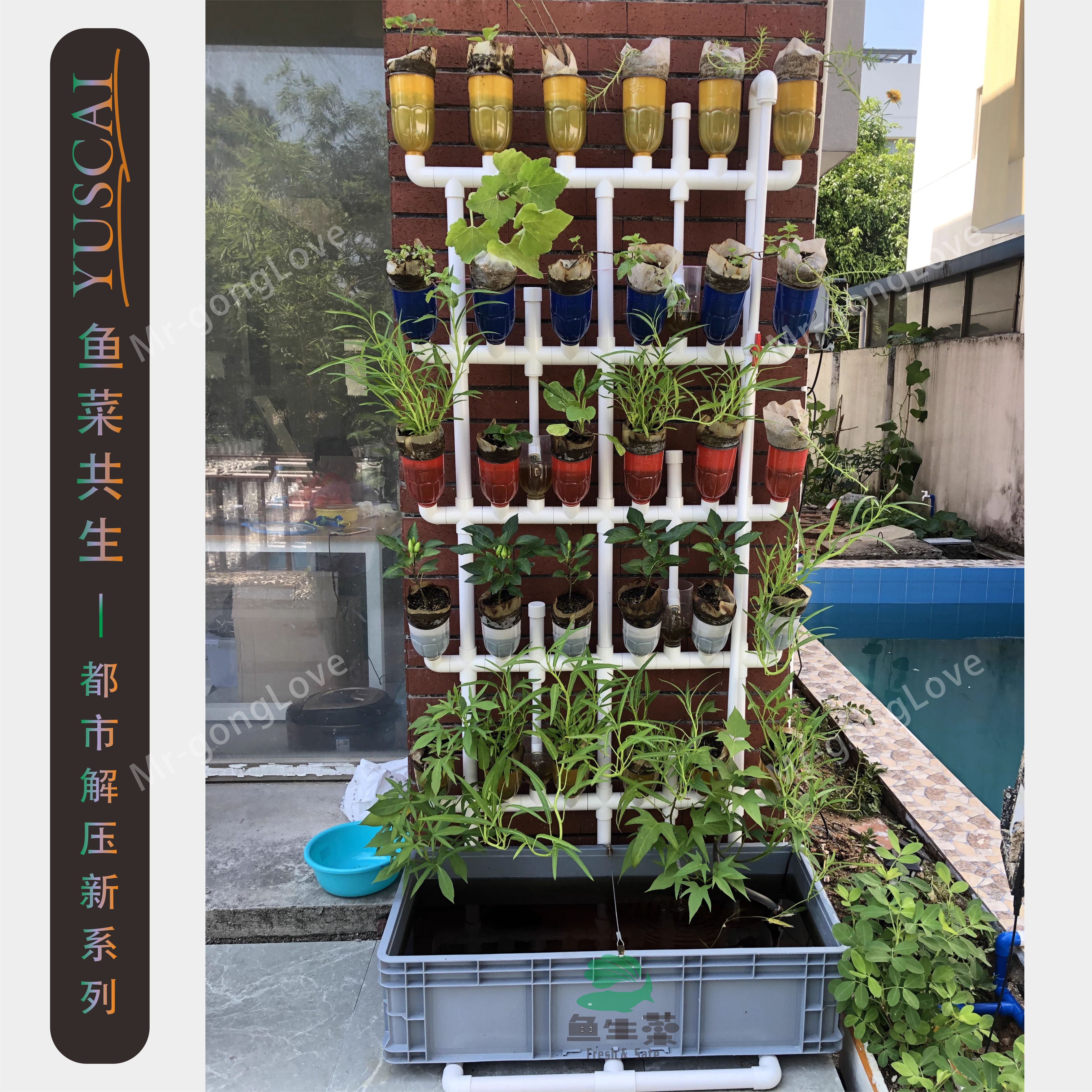 阳台种菜盆鱼菜共生虹吸花架多肉植物水培潮汐系统无土栽培可定制