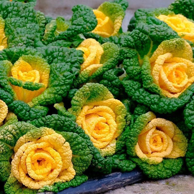 奶油黄心乌种子耐寒黄心乌塌菜种籽菊花心青菜四季蔬菜秋冬季种子