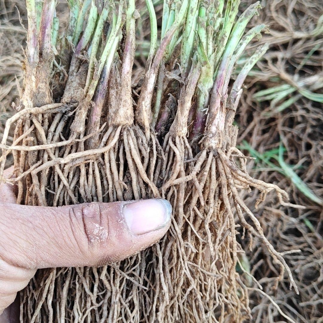 头茬紫根韭菜细叶老品种红根韭菜根苗庭院阳台四季皆可红根韭菜