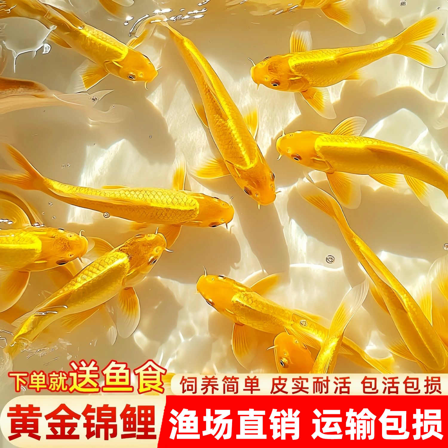 黄金锦鲤好养冷水鱼活体小金鱼苗观赏鱼活鱼
