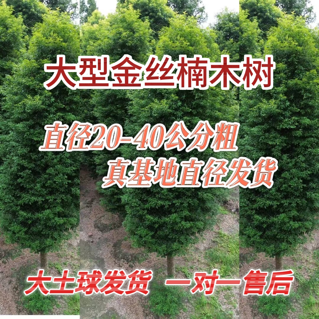 四川原产地基地直发中型金丝楠小叶桢楠树别墅庭院绿化名贵树苗