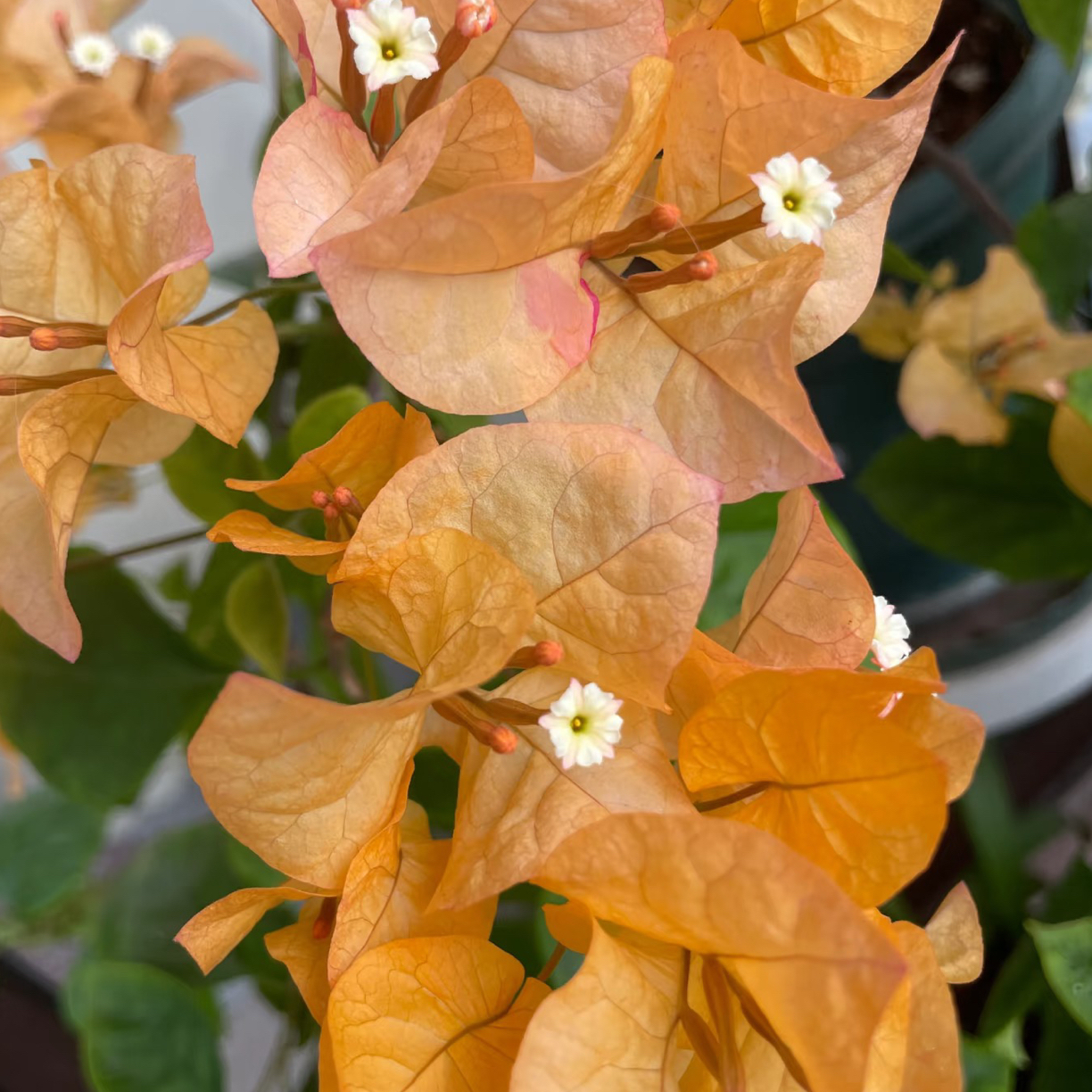 《金探戈》勤花爬藤四季开花三角梅盆栽（落花落叶不予售后）