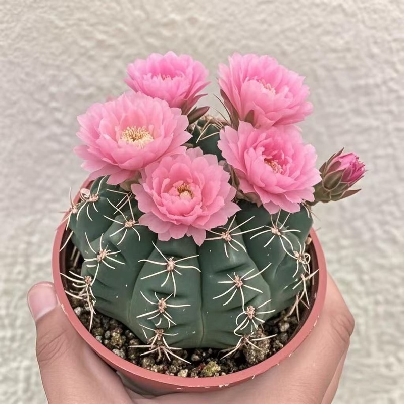 绯花玉仙人球盆栽四季开花好活净化空气吸甲醛桌摆办公室花卉绿植