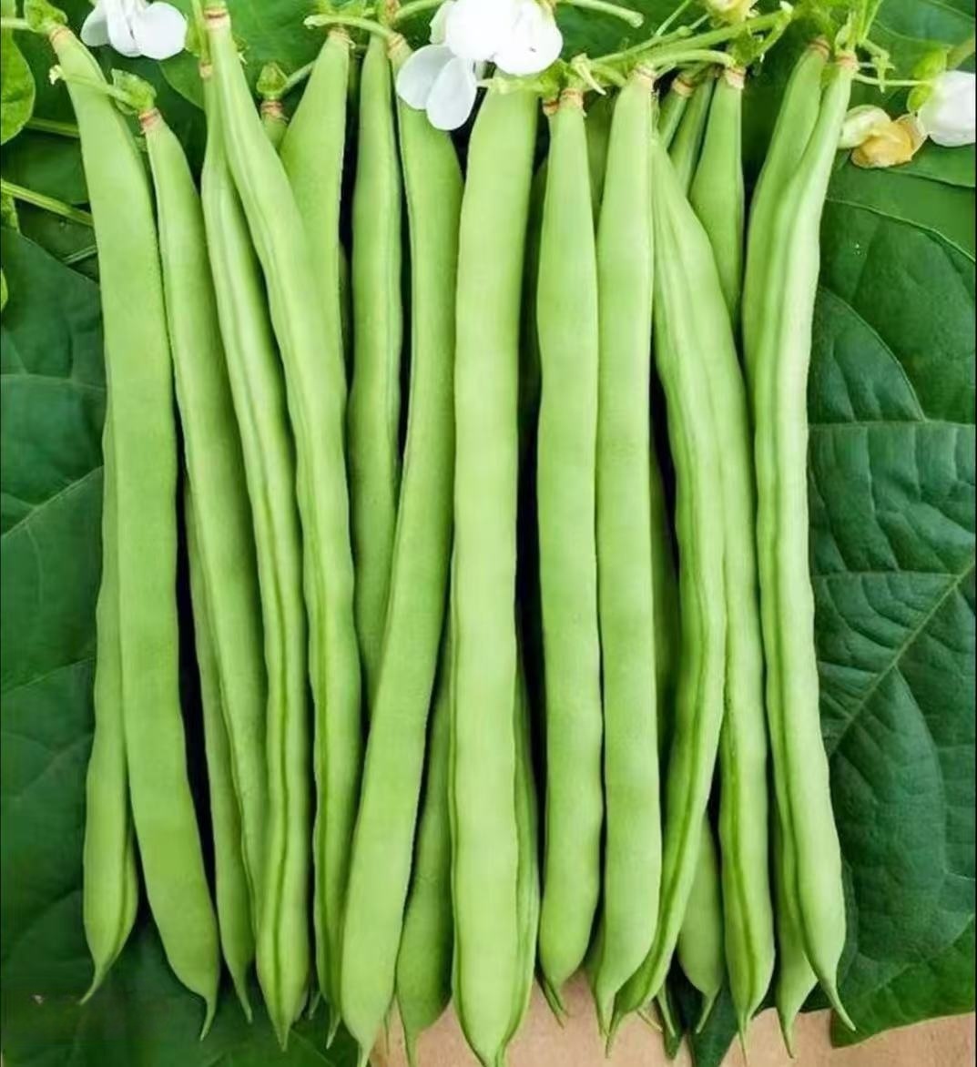 【5斤批发价！】云南高山四季豆新鲜现摘时令蔬菜四季豆现摘应季时令