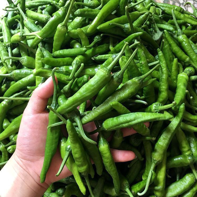 【微辣】正宗湖南樟树品种小辣椒皮薄软香新鲜青椒尖椒自种港椒嫩椒