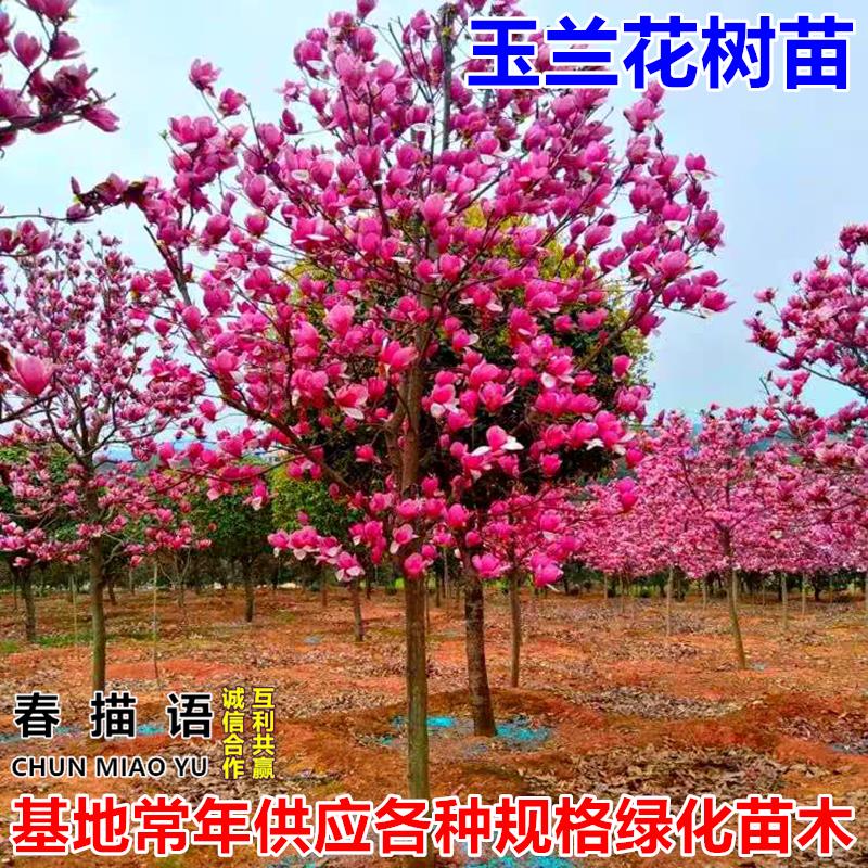 玉兰花树苗盆栽地栽带花苞红黄白紫玉兰庭院别墅园林绿化四季开花